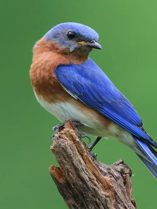 Blue Bird Meaning and Symbolism