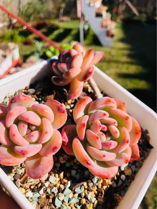 Most Beautiful Succulents in Orange in pot