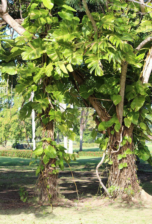 Vines that Kill Trees 