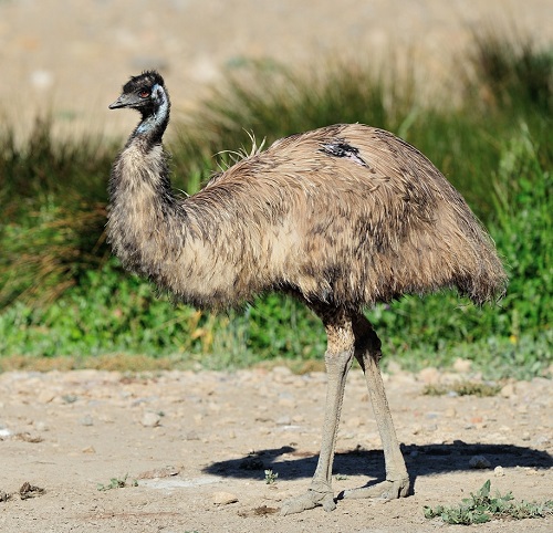 The World's Silliest Birds