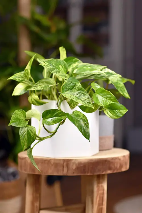 Variegated Versions of Most Popular Houseplants