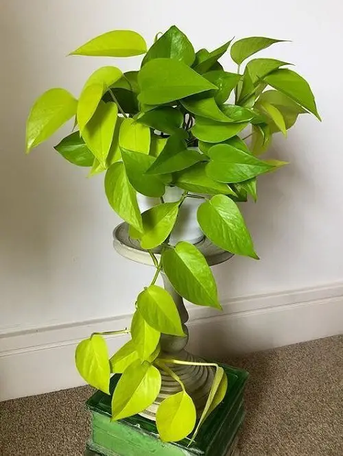 lucky Plants That Never Die Even If You Try to Kill Them