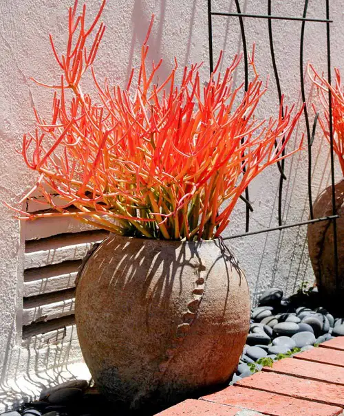 Most Stunning Orange Succulents