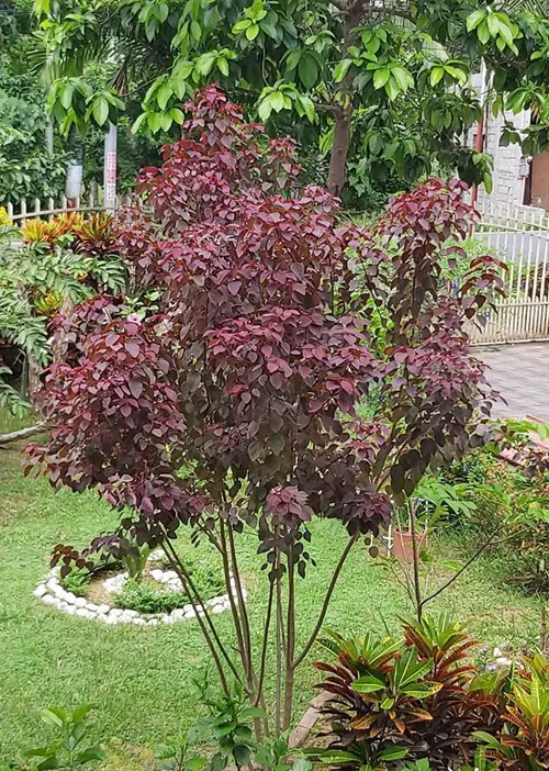 Trees With Red Leaves