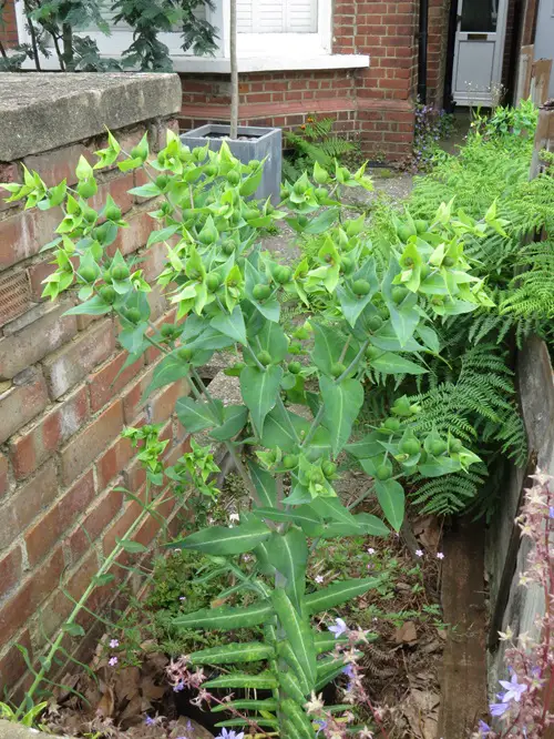 Rabbit Resistant Perennials 52