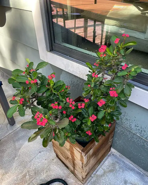 best Plants That Can Grow Without Sunlight 