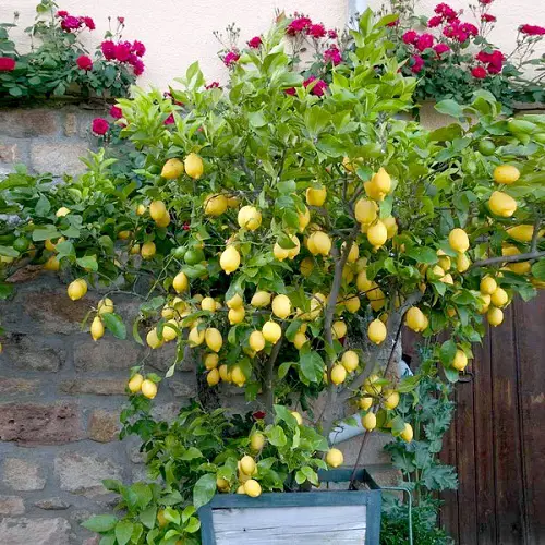 Lemon tree growth as full of fruits 