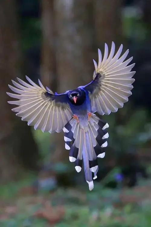Symbolism of Feathers From Different Birds