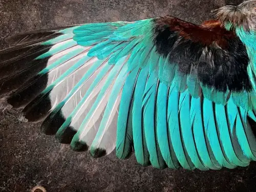 Mean When You Find a Feather