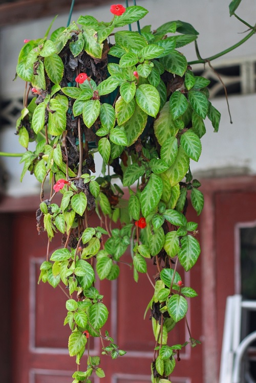 beautiful Best Indoor Flowering Vines