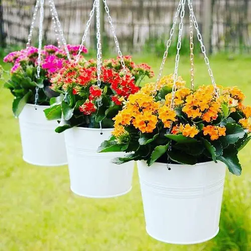 Best Hanging Succulents with image