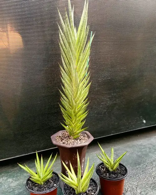 best Beautifully patterned snake plants