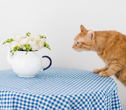 list of Flowers that Are Safe for Cats
