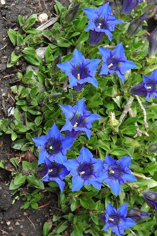 best Gorgeous Blue Royal Flowers