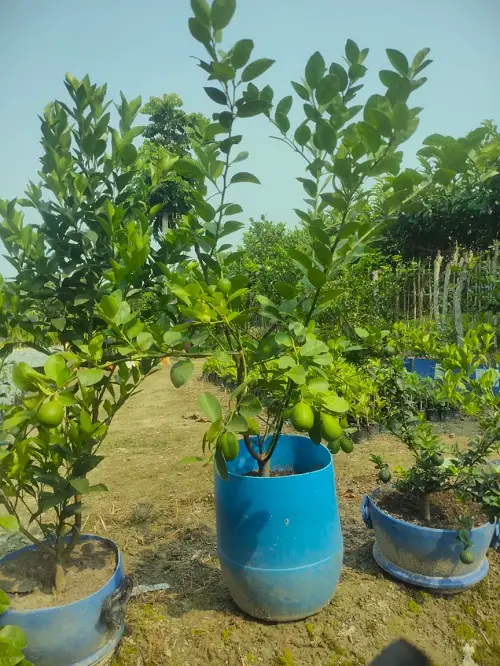 The Best Types of Lemon Trees for Containers 