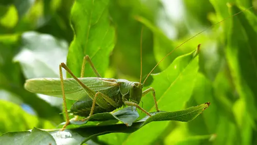 green Cricket Landings Based on Their Colors