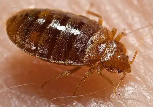 insects that Similar to Bed Bugs