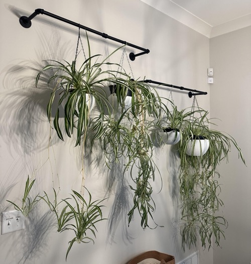 Hang Spider Plants on Metal Rods