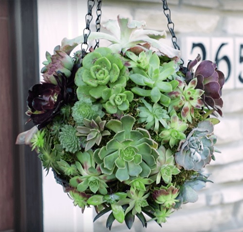Hanging Basket Succulent Globe