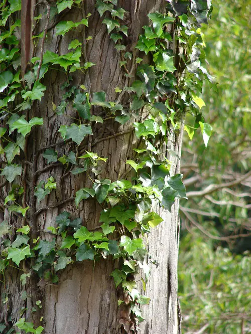 best Vines that Kill Trees