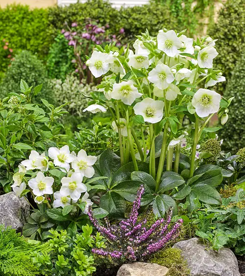 lovely Flowers that Bloom in Late Fall and Winter