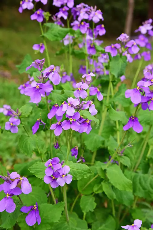 best mauva flowers 10