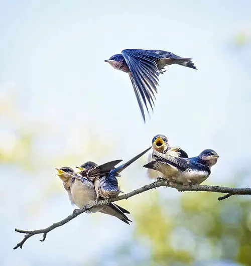 Blue Birds in Michigan famliy