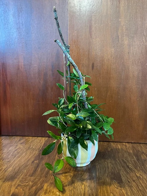 How to Get Rid of Aphids on Indoor Plants