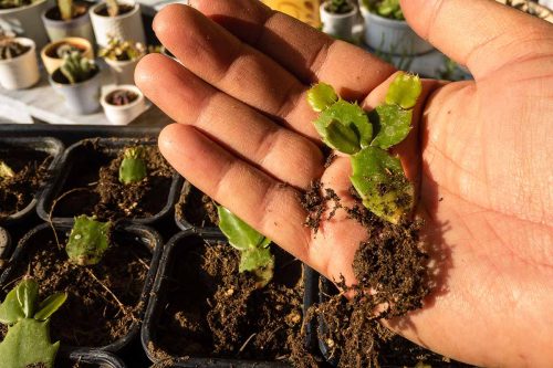 best Ways to Propagate a Christmas Cactus