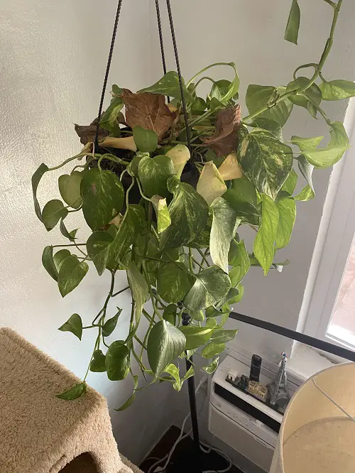 Pothos Leaves Curling: Reasons and Solutions