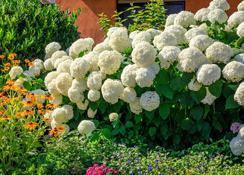 Hydrangea Beautiful Ivory Flowers in garden