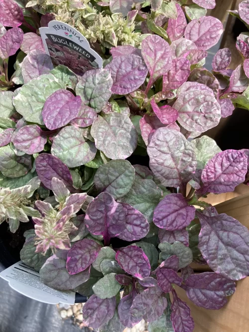 Lookalikes of Creeping Charlie in plants