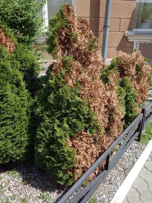 How to Save a Dying Tree.
