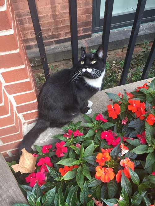 lovely Flowers that Are Safe for Cats1