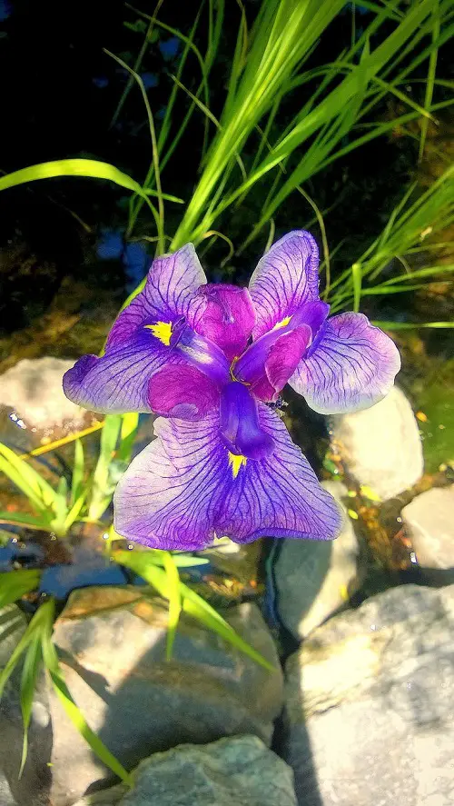 Flowers for Graves and Cemeteries in garden 