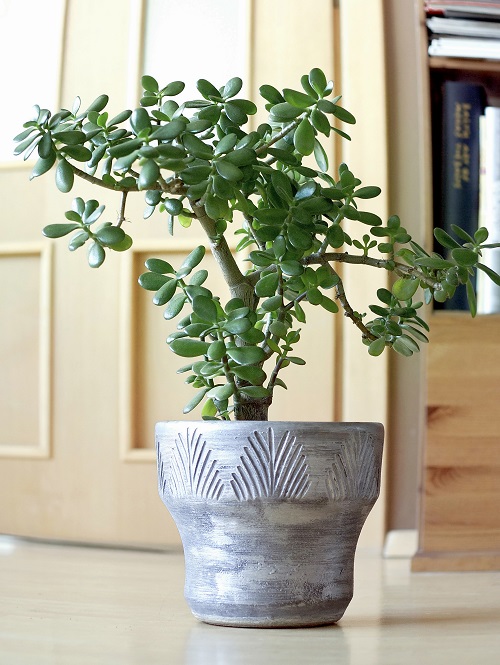 Jade Plant Meaning and Symbolism in Art and Literature