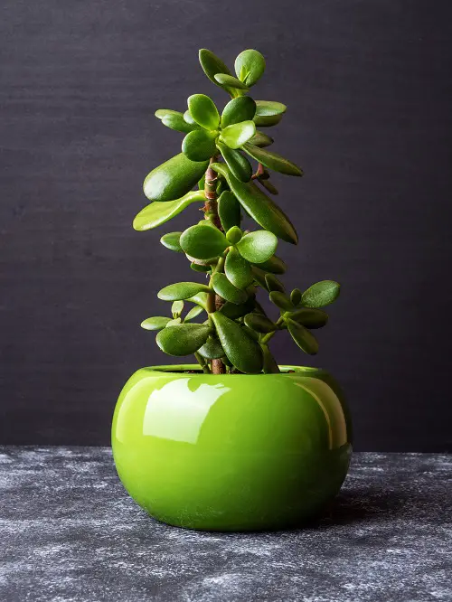 Jade Plant Symbolism in Modern Culture