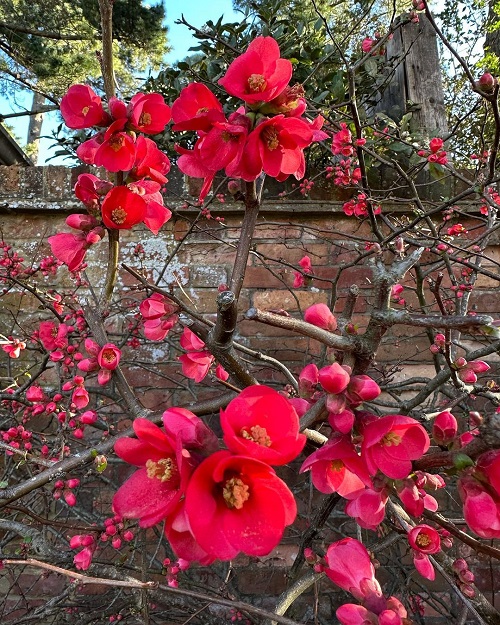 Blooming Flowers for Late Autumn and Winter
