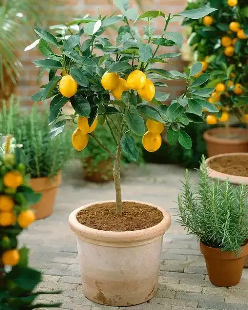  Best Lemon Tree Varieties for Containers