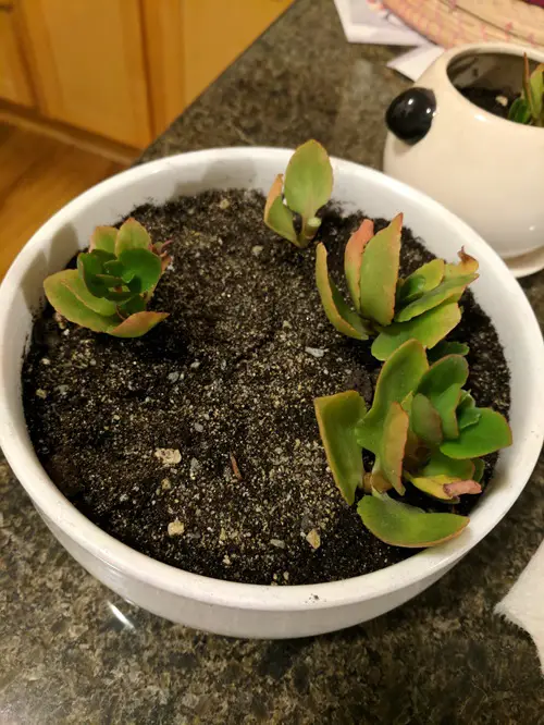 Houseplants You Can Grow from Cuttings Flowering Kalanchoe