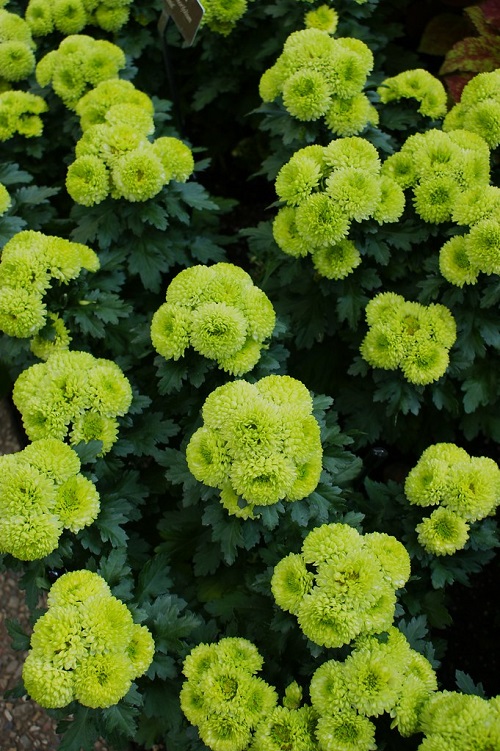 Top Green Chrysanthemum Types