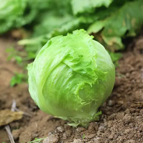 lovely Vegetables Beginning with "B"