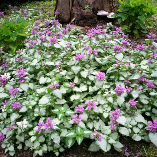 Dead Nettle Flowers that Grow Without Sunlight