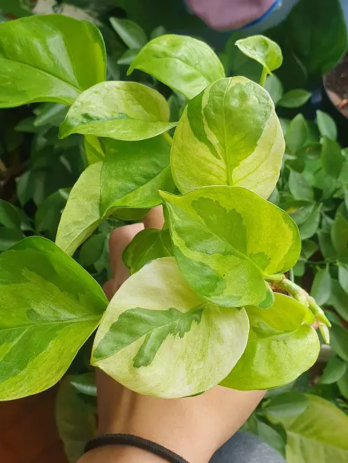 Requirements for Growing Lemon Meringue Pothos
