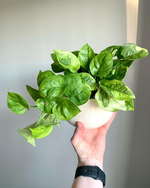 Lemon Meringue Pothos Care