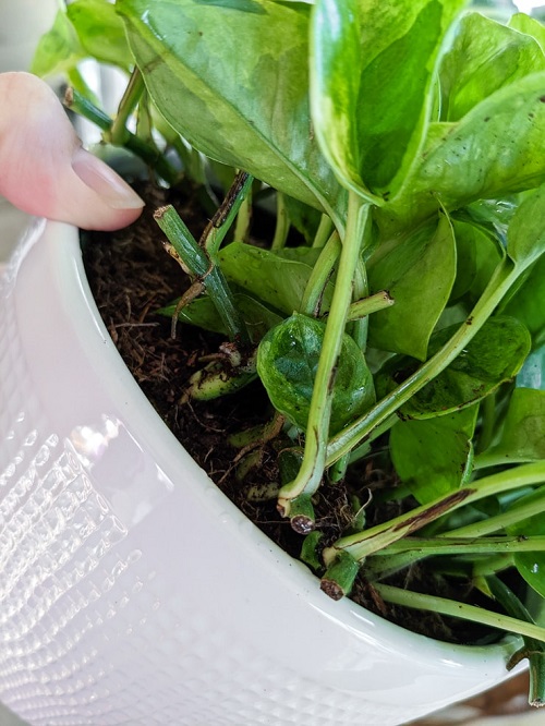 Propagating Lemon Meringue Pothos