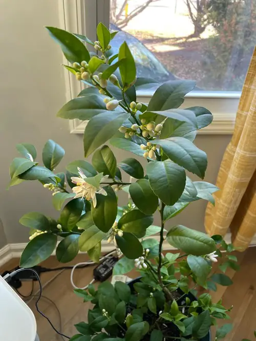 Lemon Tree Growth Stages indoor 