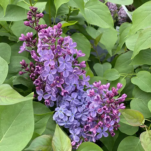 flowers similar to hydrangea flower in garden 78
