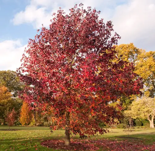 Trees With Red Leaves All Year