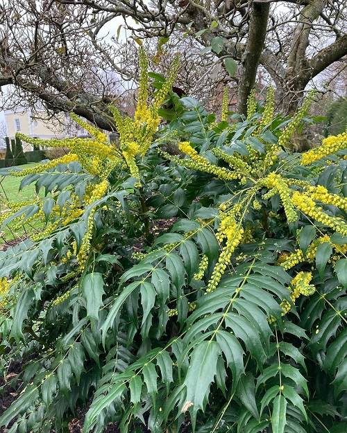 lovely Blooming Flowers for Late Autumn and Winter 